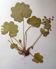 Alchemilla lindbergiana