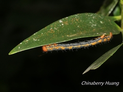 Milionia zonea pryeri