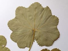 Alchemilla lindbergiana