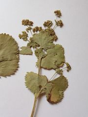 Alchemilla lindbergiana
