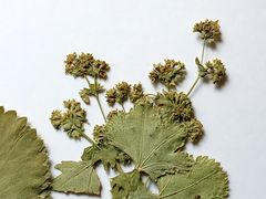 Alchemilla lindbergiana