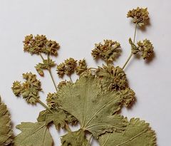 Alchemilla lindbergiana