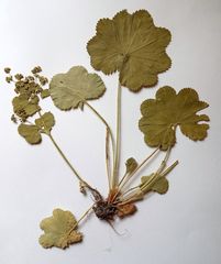 Alchemilla lindbergiana