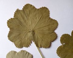 Alchemilla lindbergiana