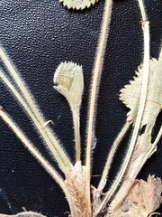 Alchemilla lindbergiana