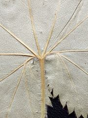 Alchemilla lindbergiana