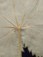 Alchemilla lindbergiana