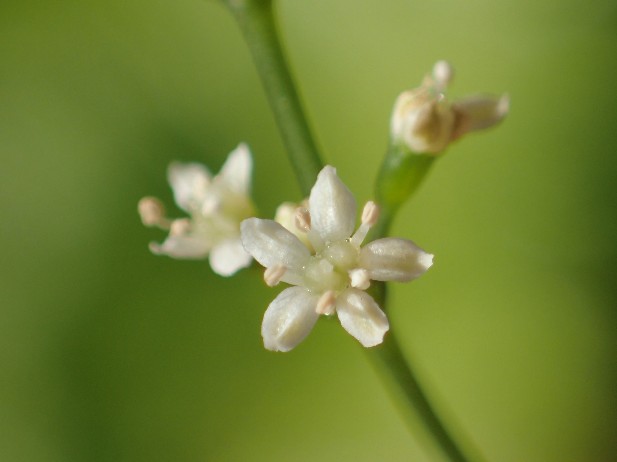 Cryptotaenia japonica