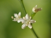 Japanese Honewort - Photo no rights reserved, uploaded by 葉子