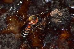 Callomegachile