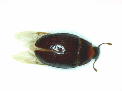 Hyporhagus