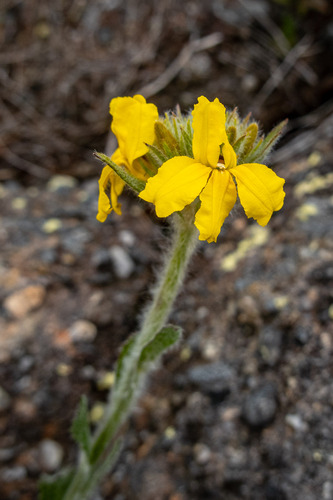 Goodenia glomerata observed 2026-08-09