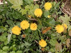 Taraxacum officinale