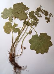 Alchemilla lindbergiana