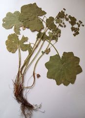 Alchemilla lindbergiana