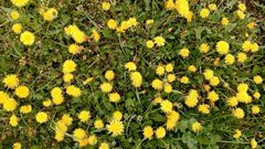 Taraxacum officinale