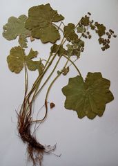 Alchemilla lindbergiana