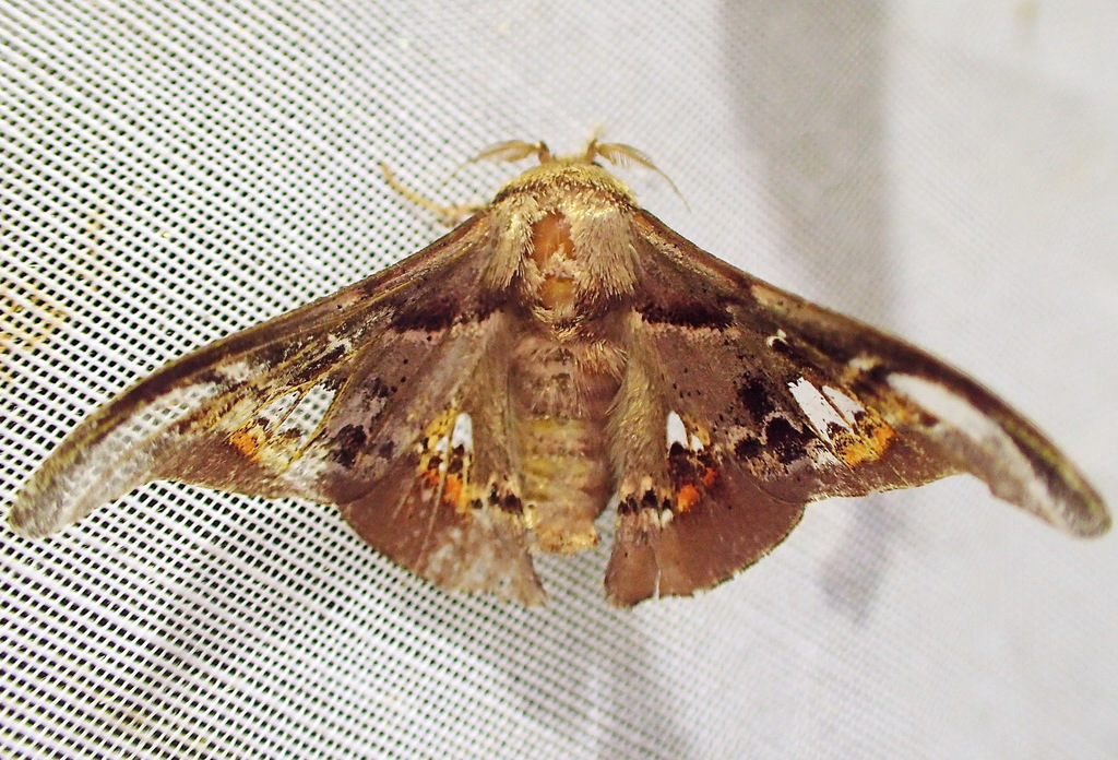 Adalgisa