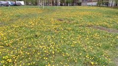 Taraxacum officinale