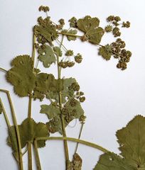 Alchemilla lindbergiana