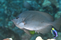 Thompson's Butterflyfish photo 2