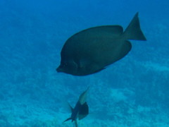 Thompson's Butterflyfish photo 5