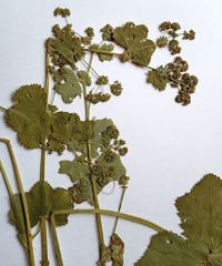Alchemilla lindbergiana