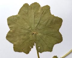 Alchemilla lindbergiana