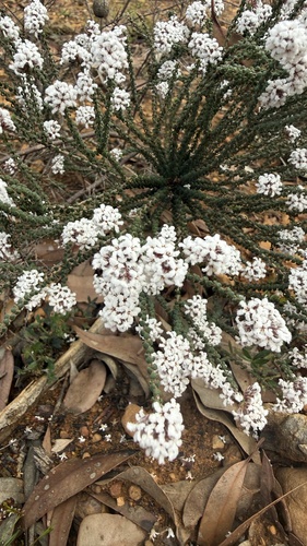 Leucopogon gibbosus, 2026-08-13