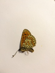 Melitaea trivia
