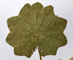 Alchemilla lindbergiana