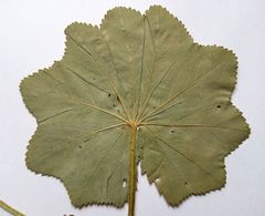 Alchemilla lindbergiana