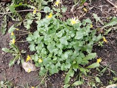 Ficaria verna