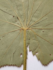 Alchemilla lindbergiana