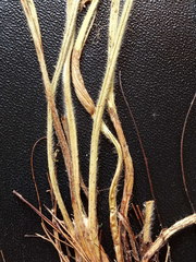 Alchemilla lindbergiana