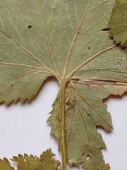 Alchemilla lindbergiana