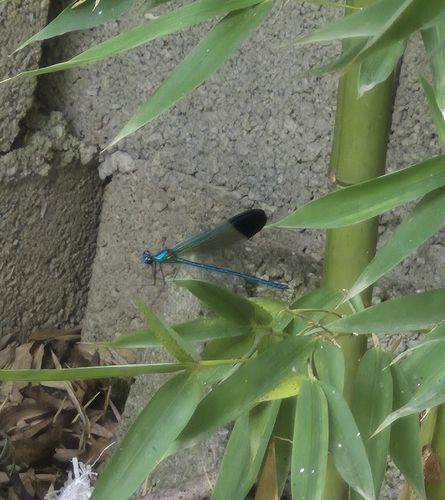 Banded Demoiselle