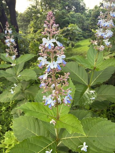 Blue Fountain Bush