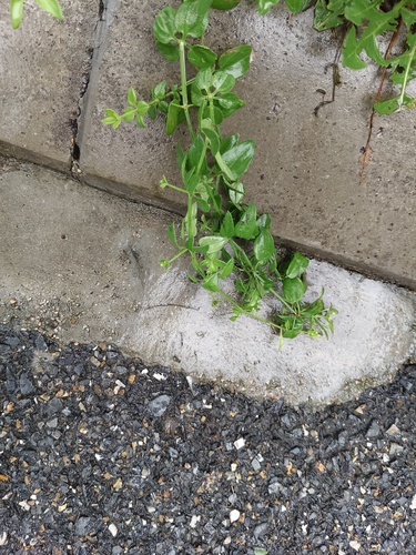 Rubia cordifolia, photograph 5