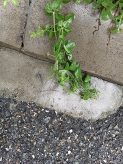 Rubia cordifolia, photograph (c) 振远 王, some rights reserved (CC BY)