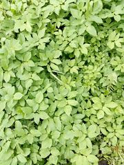 Aegopodium podagraria