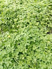 Aegopodium podagraria