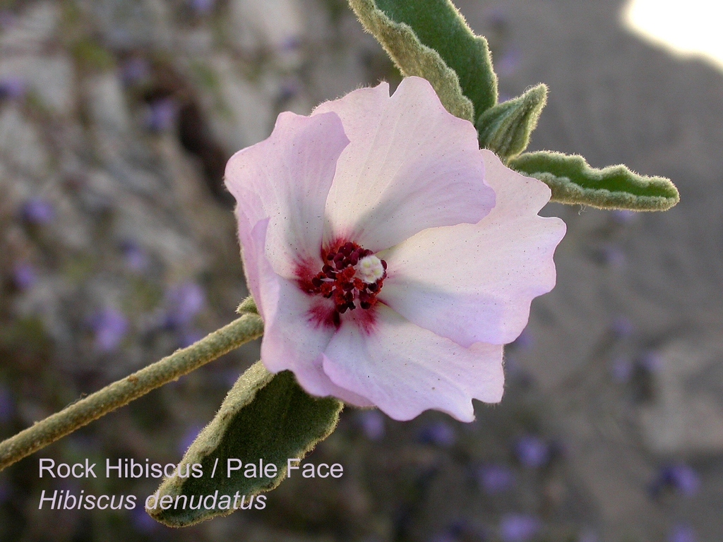 Tulipán del Desierto (Hibiscus denudatus) · iNaturalist Ecuador