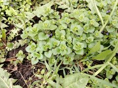 Glechoma hederacea