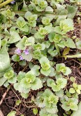 Glechoma hederacea