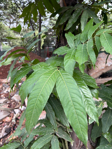 Saraca indica observed 2026-07-19