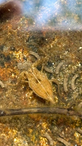 Eurasian Water Scorpion