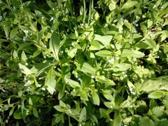 Myosotis sparsiflora