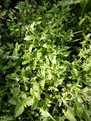 Myosotis sparsiflora