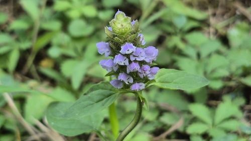 common selfheal